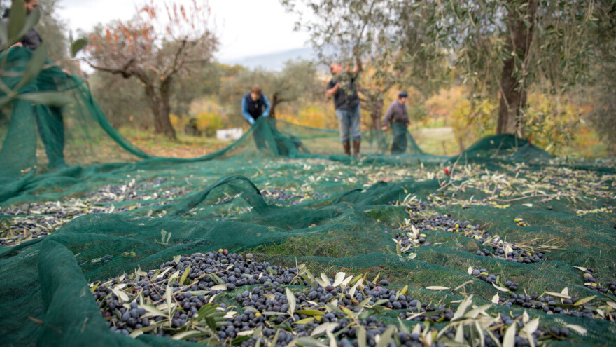 Tko je dužan evidentirati se u Upisnik maslinika? APPRRR objavila vodič