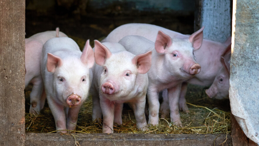 Hoće li zaživjeti lani najavljeni tipski objekti za uzgoj svinja?