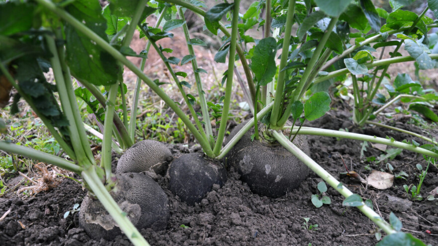 Evo zašto je zima idealno doba za konzumiranje crne rotkve