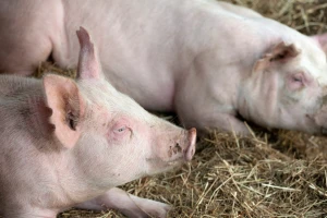 Mikotoksini u žitaricama i slami negativno utiču na svinje