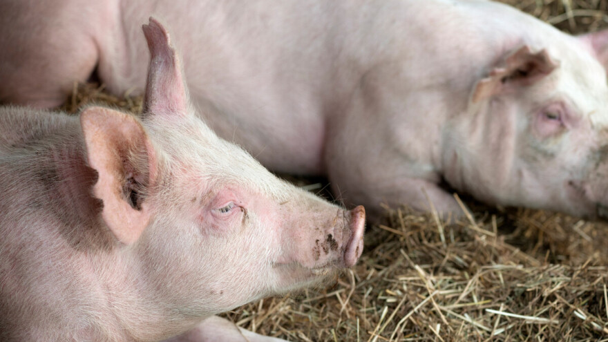 Mikotoksini u žitaricama i slami negativno utječu na svinje