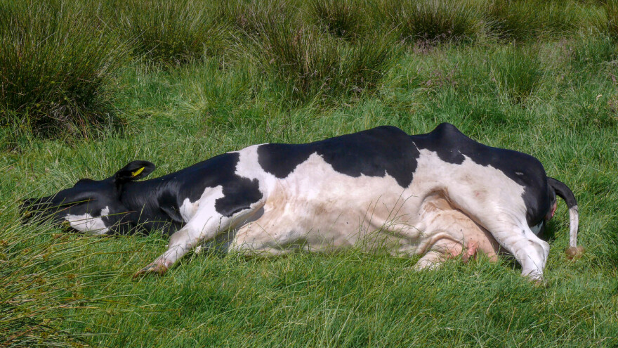 Još jedno uginuće goveda Bosanskom Grahovu: Granice bedreničnog distrikta nisu utvrđene
