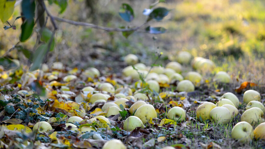 Junsko opadanje plodova: Šta ako je prekomjerno?