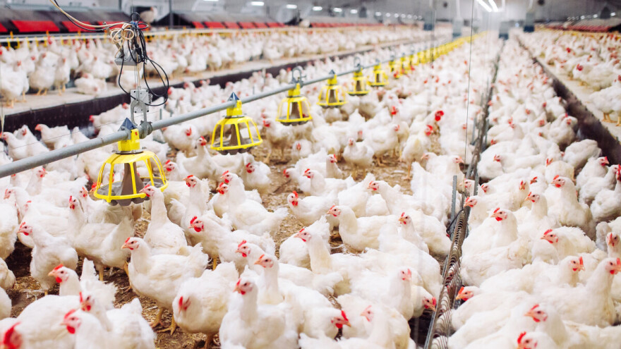 Uzdrmano tržište mesa peradi: Očekuje se sporiji rast trgovine i nestabilnost cijena