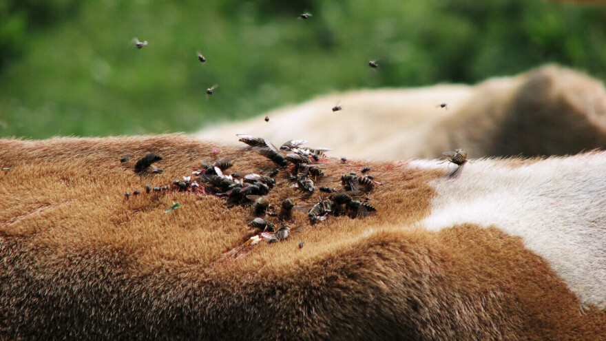 SAD planira da uzgoji milione muva i baci ih iz aviona?