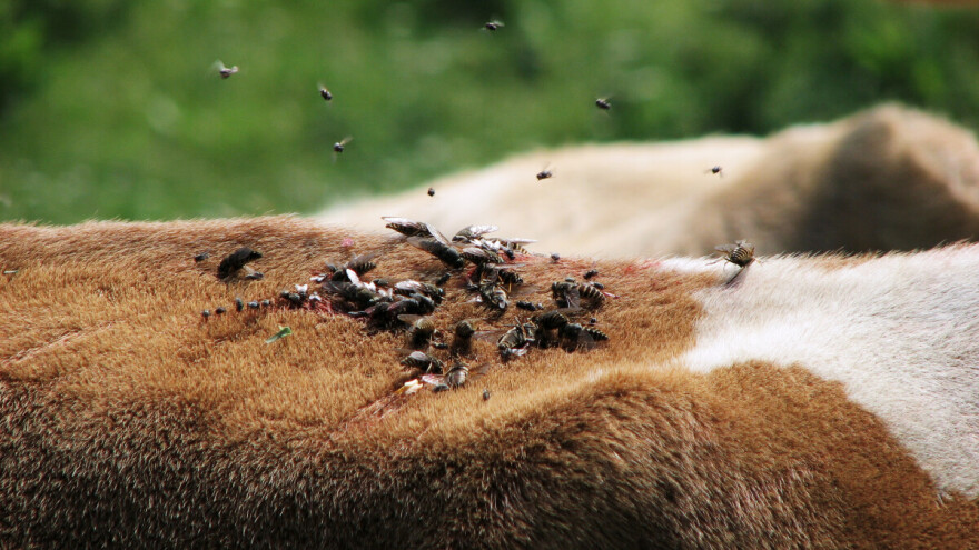 SAD planira uzgojiti milijune muha i baciti ih iz aviona?