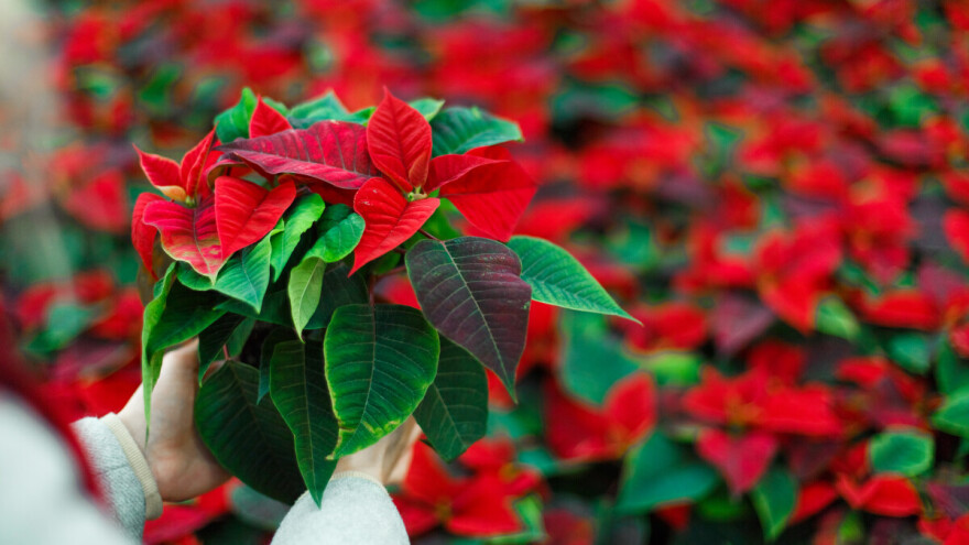 Božićna zvijezda nije za svakoga, kod Mirhe cvjeta u tri boje