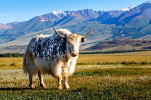 Smušen kupio tibetansku kravu preko interneta