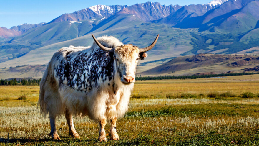 Smušen kupio tibetansku kravu preko interneta