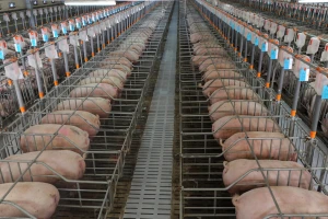 Južna Koreja planira izgradnju svinjskog nebodera vrijednog 630 miliona eura