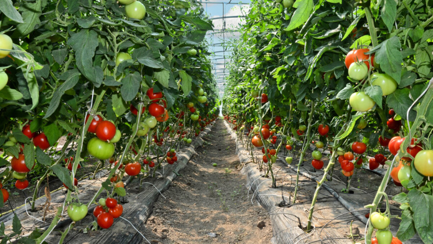 Organska proizvodnja pod novim pravilima: Strože kontrole i obavezna registracija