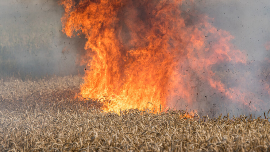 Planulo polje pšenice u Odžaku: Komšinica bacila opušak u travu