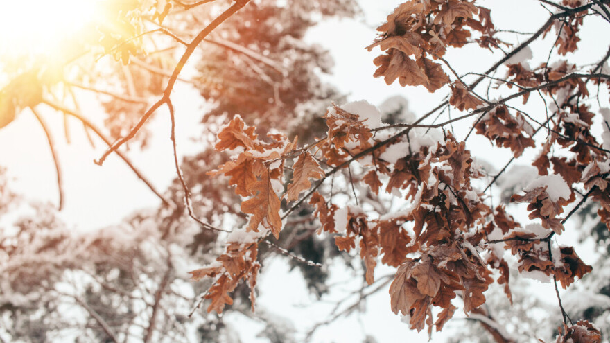 Znate li kada se kaže "izbegni hrast, traži bukvu"?