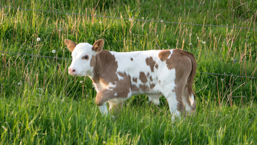 Pao novi rekod: Simentalsko tele prodato za 130.000 evra