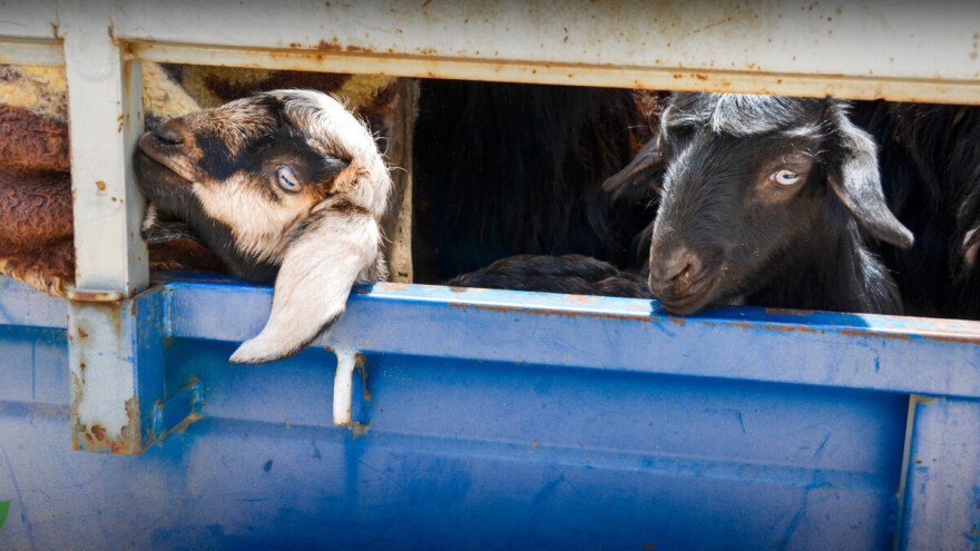 U prikolici od četiri kvadrata prevozio čak 32 koze, dvije su uginule
