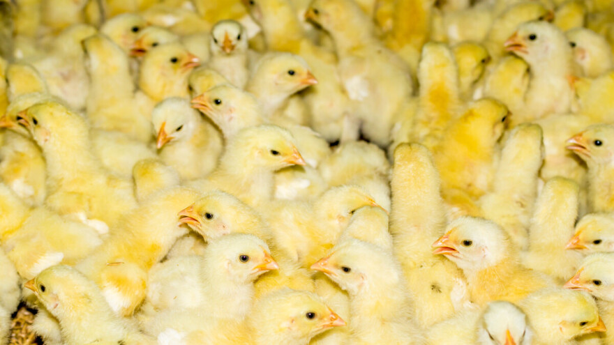 Šokantno: U SAD-u poslali 12.000 pilića poštom, tisuće uginule u napuštenom kamionu