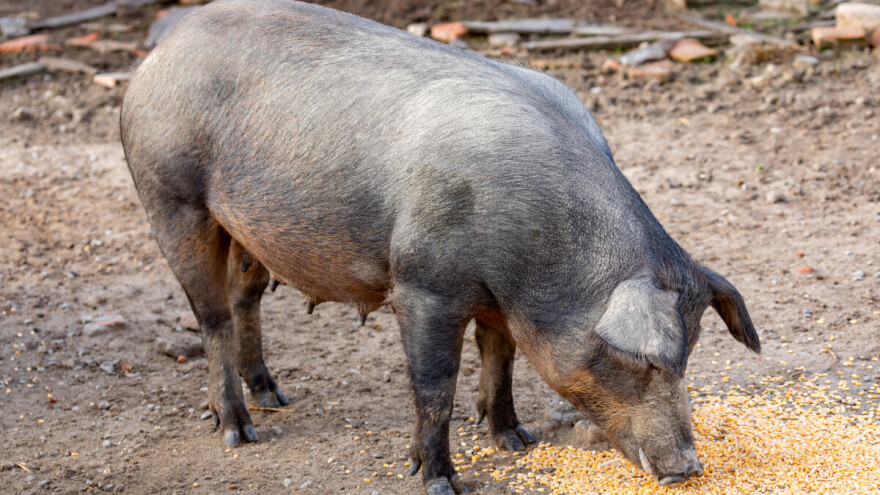 Krenula isporuka životinja gazdinstvima koja su pretrpela štete u požarima