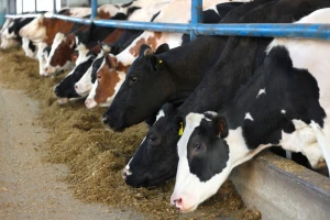 Tovne svinje  i za 200 din/kg, cena bikova do 350 din/kg