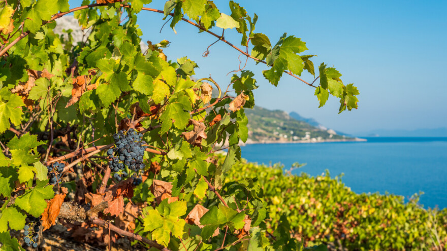 Donosimo listu 10 najvećih proizvođača plavca malog