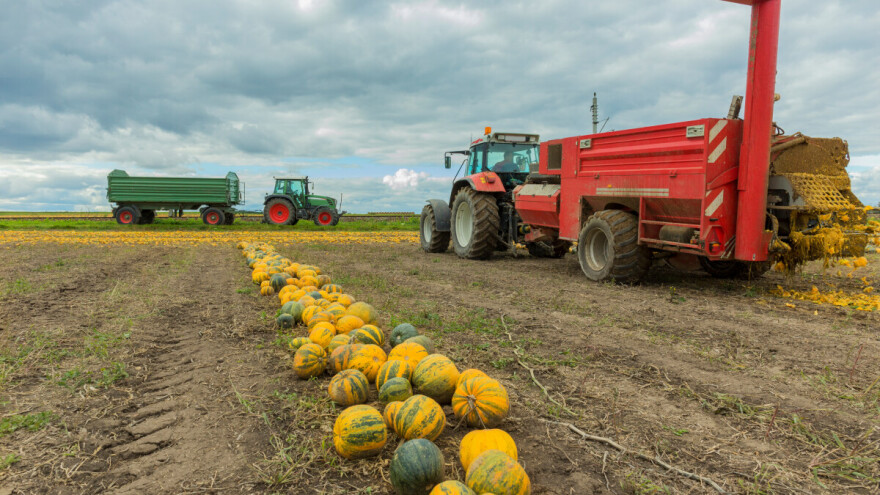Međimurci dominiraju: Šest od deset najvećih proizvođača uljne tikve dolazi iz ove županije