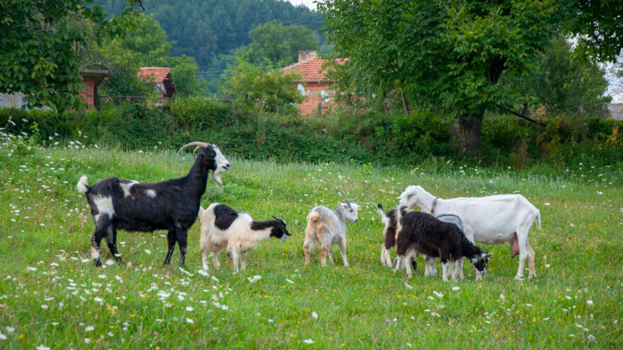 Ured za veterinstvo BiH se oglasio nakon pojave kuge malih preživara