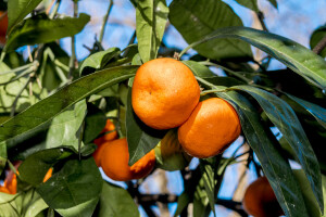 Počeci sadnje i razvoj uzgoja mandarina