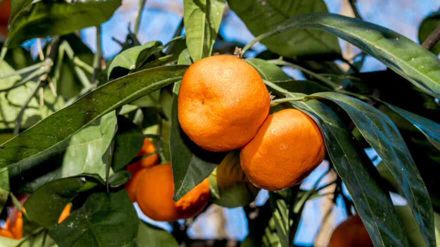 Počeci sadnje i razvoj uzgoja mandarina