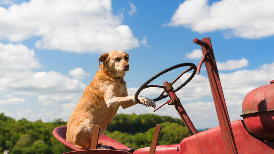 Pasije su vrućine: BiH "u crvenom", a kukuruzu baš sad treba voda
