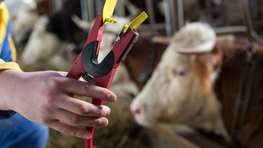 Loše ušne markice uzrokuju troškove: "Farmeri su taoci neorganiziranosti institucija"