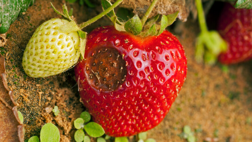 Zdrave sadnice i plodored značajne mere u prevenciji antraknoze jagode
