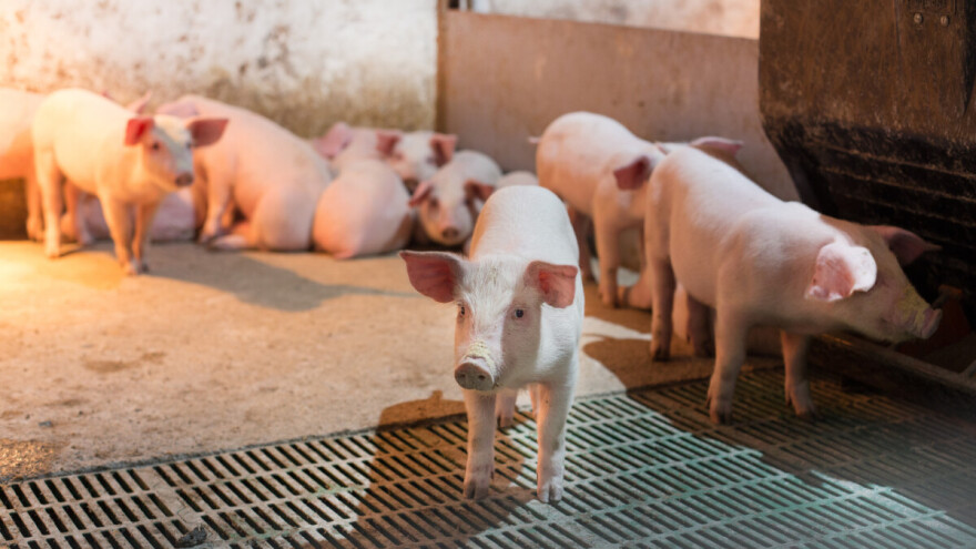 I u 2025. se nastavlja program potpora zbog mjera suzbijanja afričke svinjske kuge