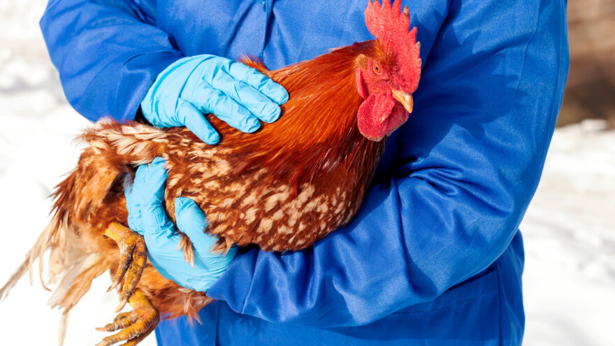 Veterinarska komora: Ako uočite simptome ptičje gripe, odmah javite veterinaru