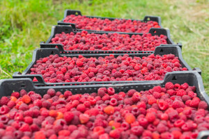 Počela berba maline, cena 350 dinara po kilogramu