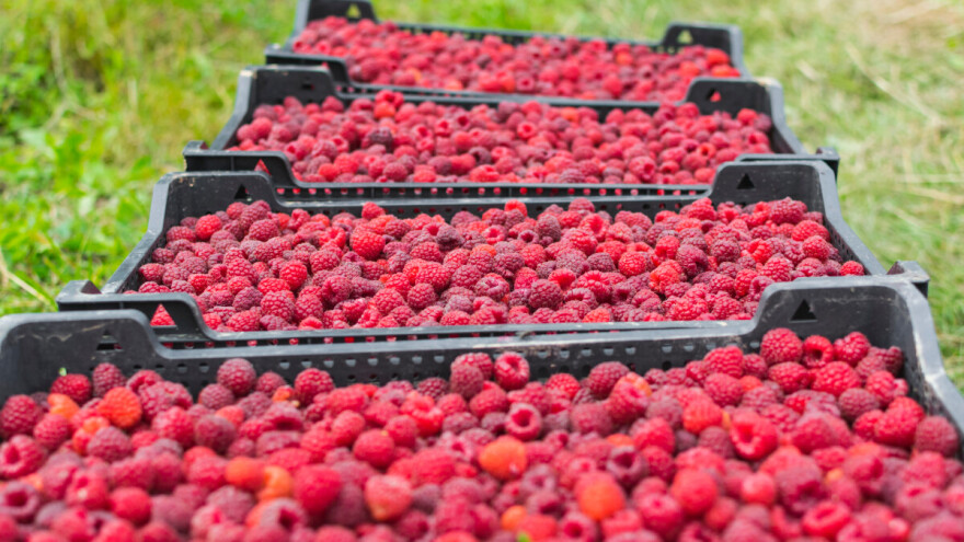 Počela berba maline, cena 350 dinara po kilogramu