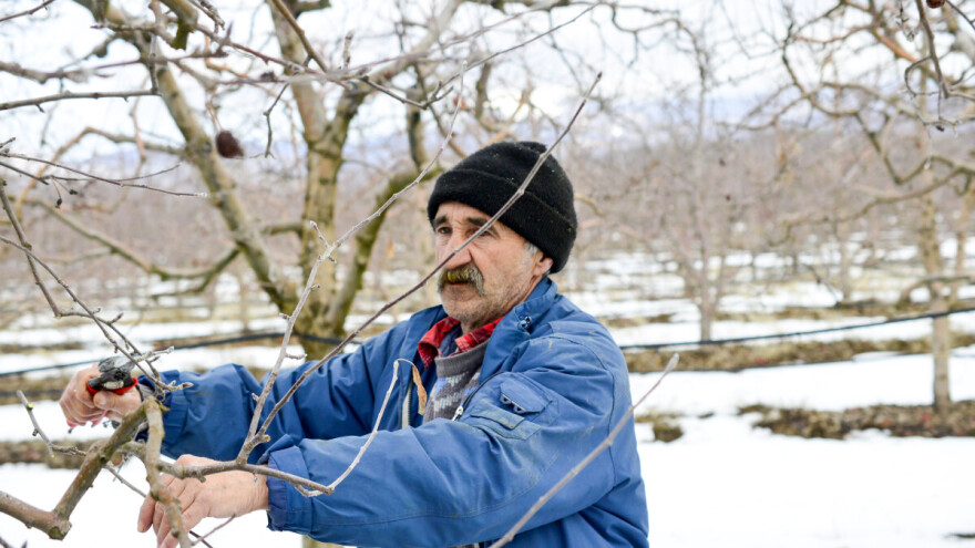 Proizvodnja voća po jednom hektaru u 2026. koštaće oko 45.000 KM