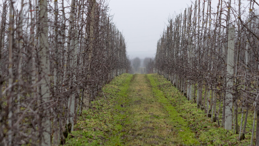 Rezidba u voćarstvu
