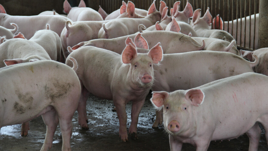 Bolja ponuda tovnih svinja, a koja je cena?