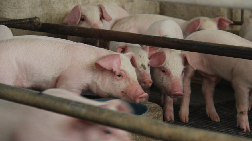 Nastavljen trend rasta cena prasadi, tovnih svinja i krmača za klanje