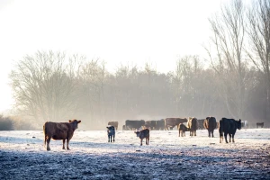 Utjecaj niskih temperatura na stočarsku proizvodnju