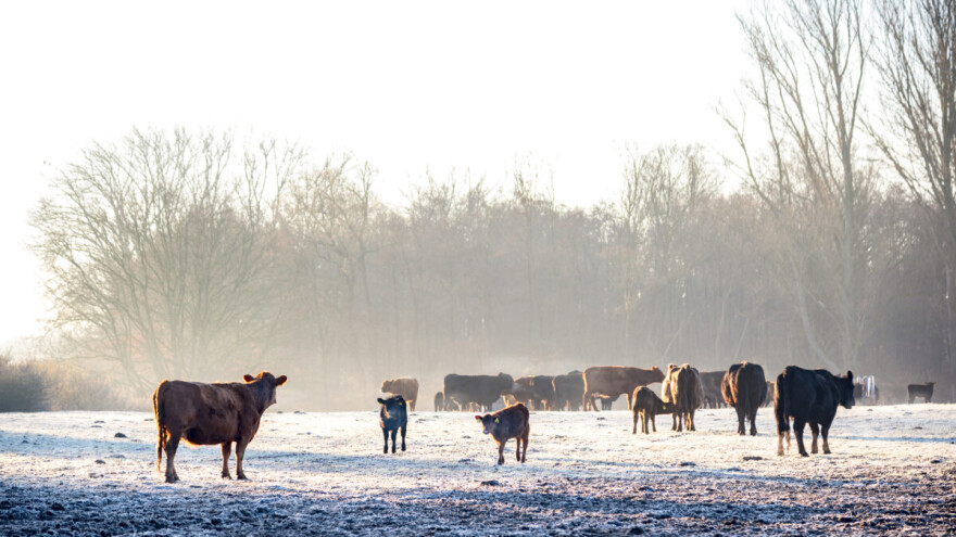 Utjecaj niskih temperatura na stočarsku proizvodnju