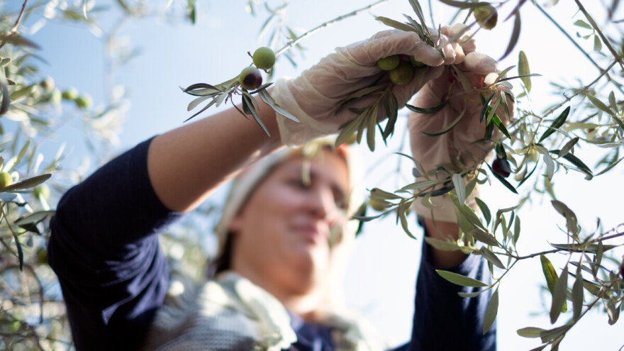 Gdje je hrvatsko maslinarstvo?