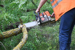Nezakonito posjekao četiri hektara akacije i ugrozio gniježđenje orla štekavca