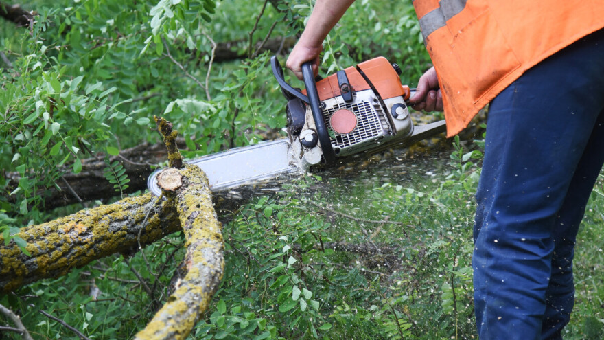 Nezakonito posjekao četiri hektara akacije i ugrozio gniježđenje orla štekavca