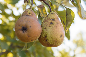 Mogu li kruške dostići punu veličinu uslijed napada čađave krastavosti?