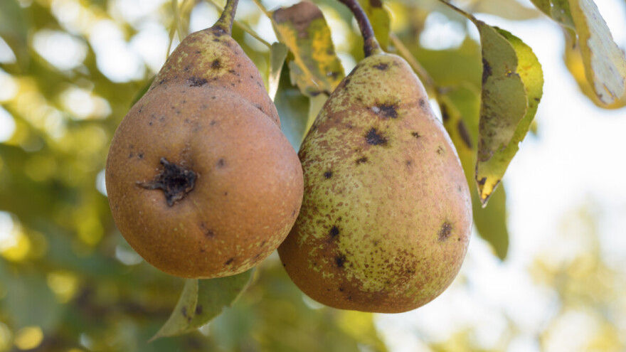Mogu li kruške dostići punu veličinu uslijed napada čađave krastavosti?