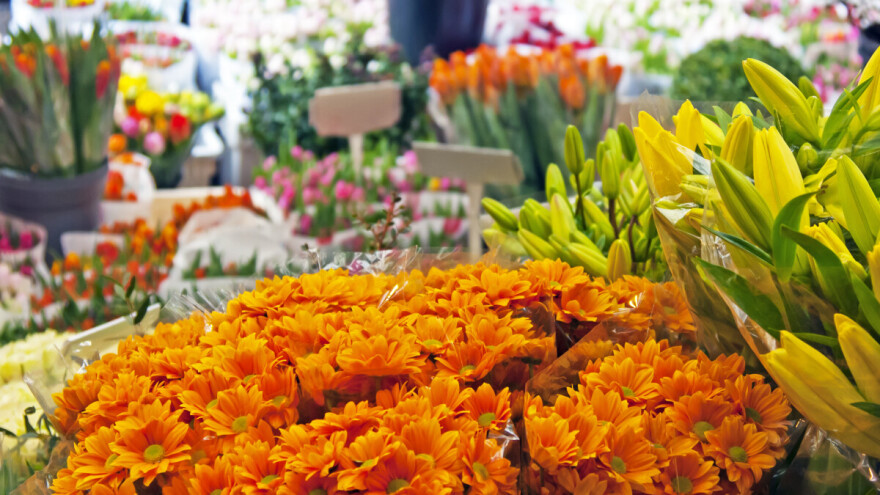 Prijavite učešće na Prvom sajmu cvijeća u Mostaru