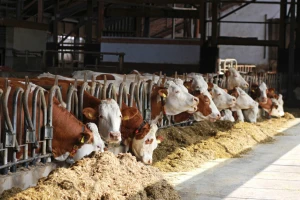 U Rumuniji čak 75 žarišta enzootske leukoze goveda blizu granice sa Srbijom