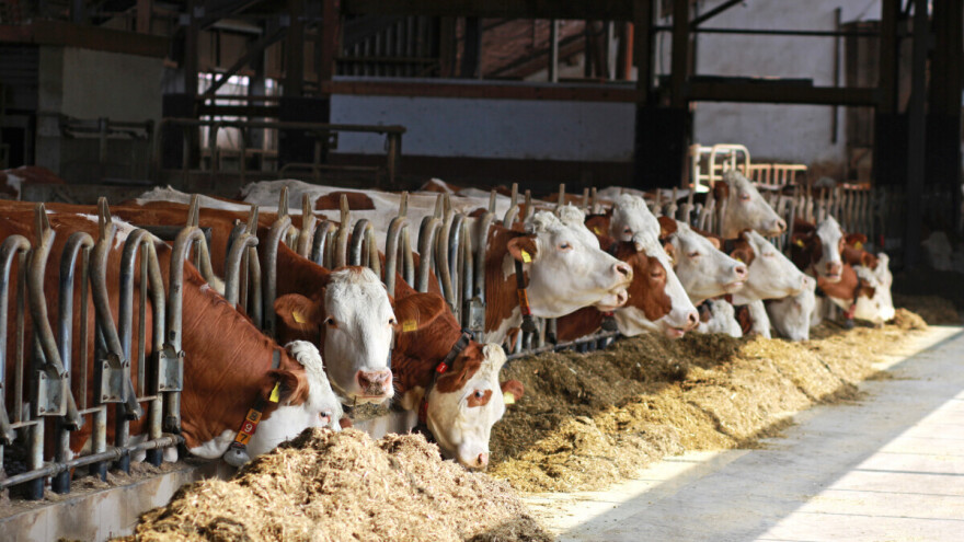U Rumuniji čak 75 žarišta enzootske leukoze goveda blizu granice sa Srbijom