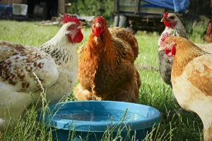 Kako visoka temperatura i toplotni val utječe na kokoši? Evo 5 savjeta kako im pomoći