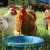 Kako visoka temperatura i toplinski val utječe na kokoši? Evo 5 savjeta kako im pomoći